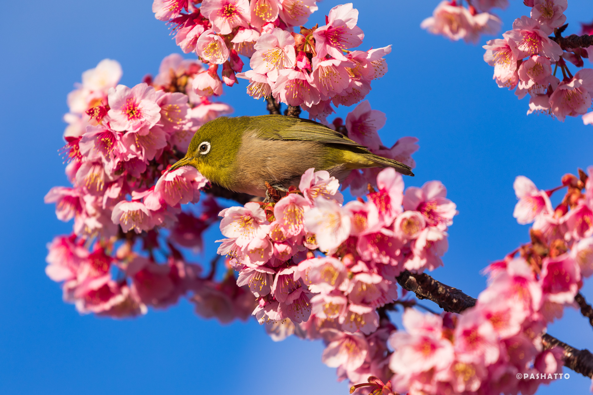 開花期が最も早い”あたみ桜”とそれに次ぐ”美和桜”